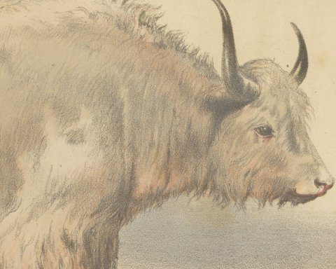 Male Yak, Antique Chromolithograph from Borie's Animaux de la Ferme, 1863, close-up 1