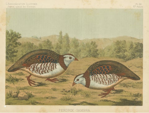 Original Old Bird Print of a Barbary Partridge, view 3