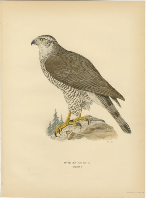 Scandinavian Woodland Hawks Triptych, Svenska Fåglar Lithographs, Sweden 1929, view 3