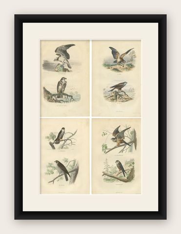 Set of 4 Antique Bird Prints Osprey, Eagle, Buzzard, Falcon by Buffon, 1839, shown framed