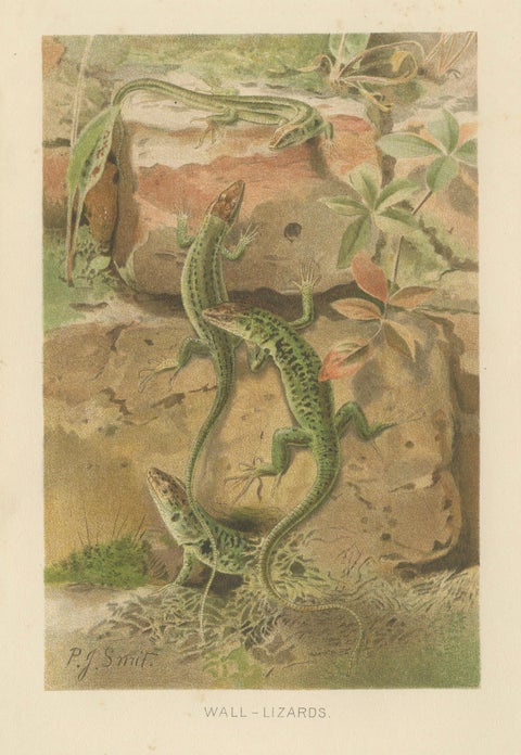 Wall Lizards, Antique Reptile Natural History Print by P.J. Smit, 1895, close-up 1