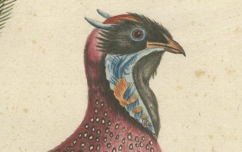Hand-Colored Engraving of the Horned Indian Pheasant by Johann Seligmann, c.1770, close-up 4