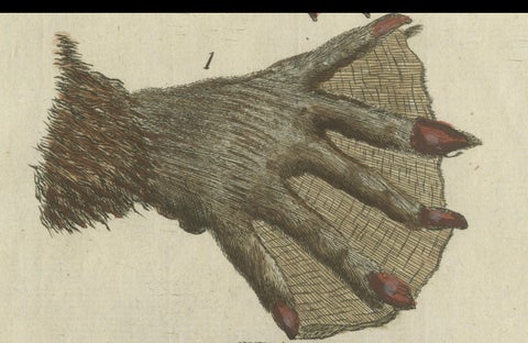 Patinca Rich Hand Colored Antique Print of a Beaver, Pubished in circa 1820, close-up 2