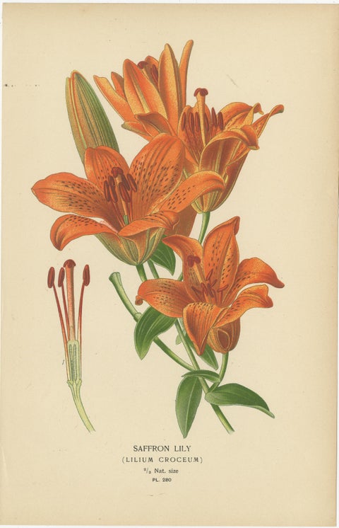 Victorian Garden Gems: Exotic Flowers from 1896-97 Illustrated Series, view 3