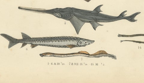 Fishes & Sea Life Print: Shark, Seahorse, Sunfish, Stingray, Antique 1867, close-up 1