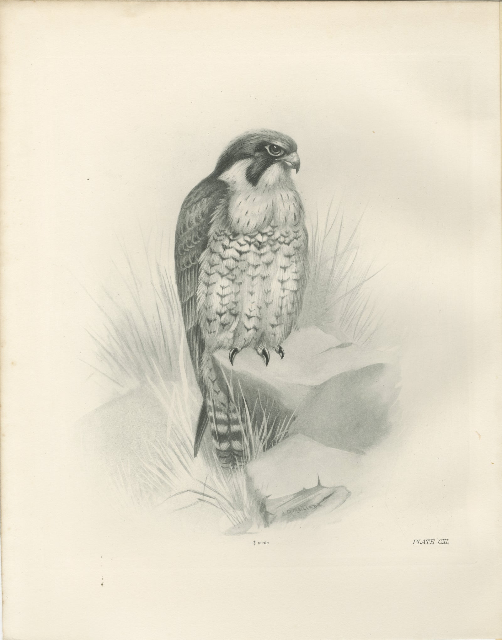 Antique Peregrine Falcon Bird Print by Lilian M. Medland, circa 1908