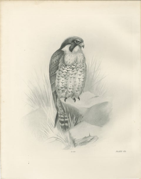 Antique Peregrine Falcon Bird Print by Lilian M. Medland, circa 1908