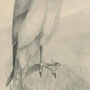 Set of Three British Harrier Bird Lithographs by Stonham, 1908, close-up 1