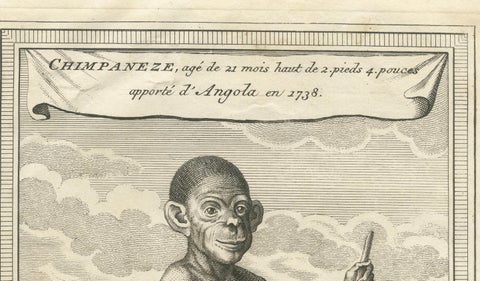 The Chimpanzee from Angola: Enlightenment Era Natural History Engraving, 1738, close-up 5