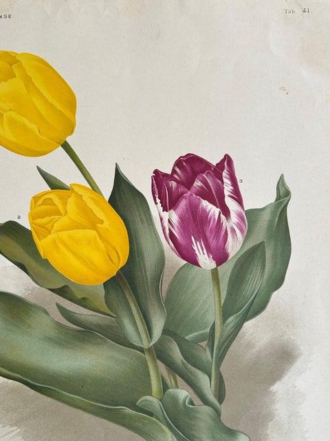 Charles Dickens & Obelisque Hyacinths, Set of Two Florilegium Prints c.1900, view 7