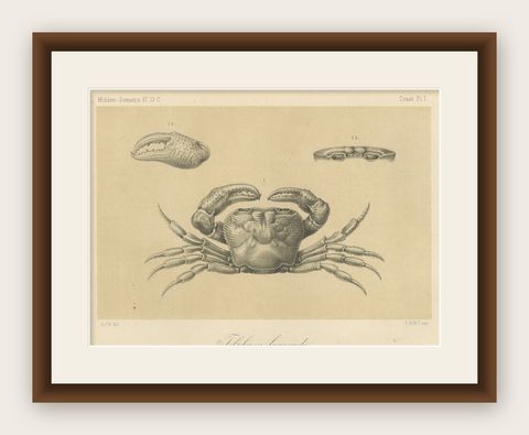 Antique Scientific Print of Lacraud’s Freshwater Crab, Sumatra, 1887, shown framed