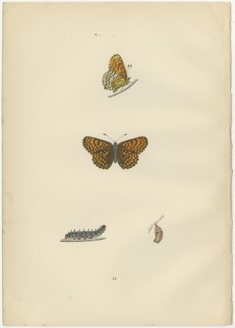 Winged Elegance: A Fritillary Collection from Morris's 1890 British Butterflies, view 3