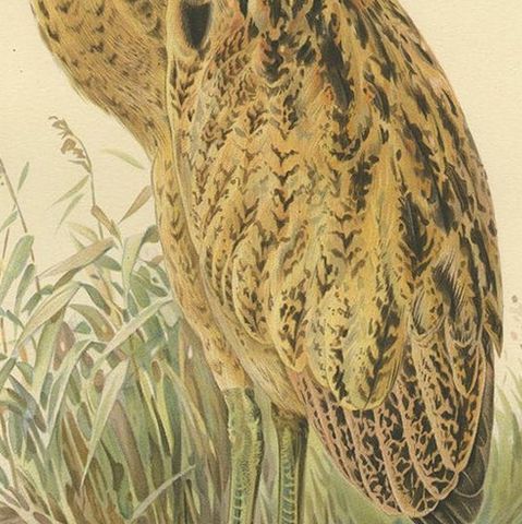 Antique Bird Print of the Eurasian Bittern by Von Wright '1929', close-up 2