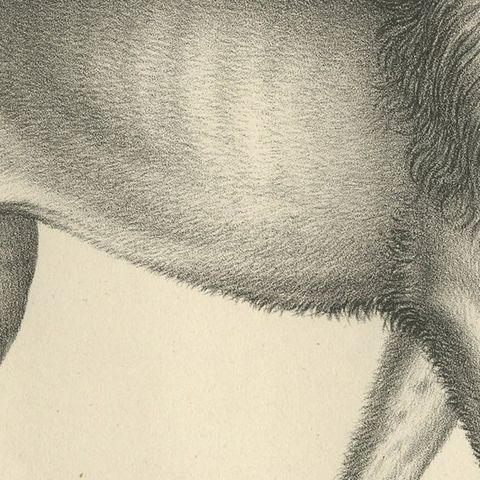 Original Antique Print of a Senegal Lion by Brodtmann, circa1830, close-up 2
