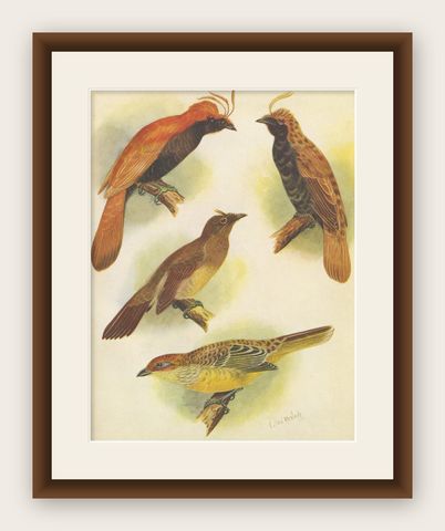Antique Print of various Crested Golden Bird & Lauterbachs Bower Bird, 1950, shown framed