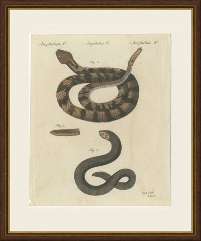 Rattlesnake with Its Rattle, Antique Bertuch Print, Vienna, circa 1805, shown framed