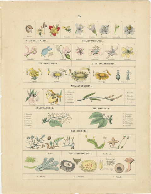 Botanical Classification Prints: Linnaean Flower Classes & Cryptogamia, 1867, view 4