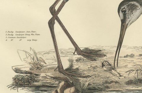 "Plate XV: The Sandpipers - A Study in Seasonal and Developmental Plumage, 1826, close-up 1