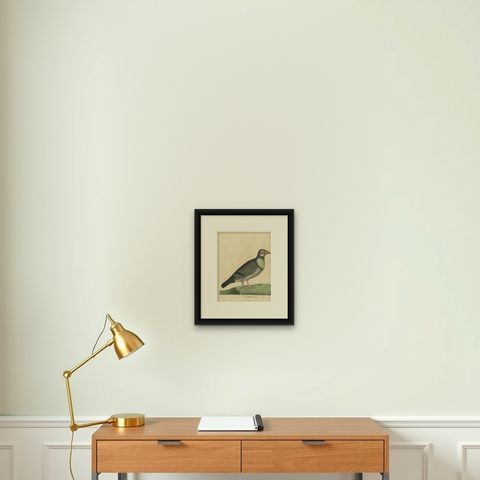 Antique Bird Print of a Horseman Pigeon, Handcolored, 1740, shown framed on a wall