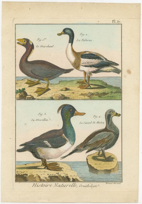 Original Brightly Hand-Colored Copper Engraving of Four Ducks '1792', view 2