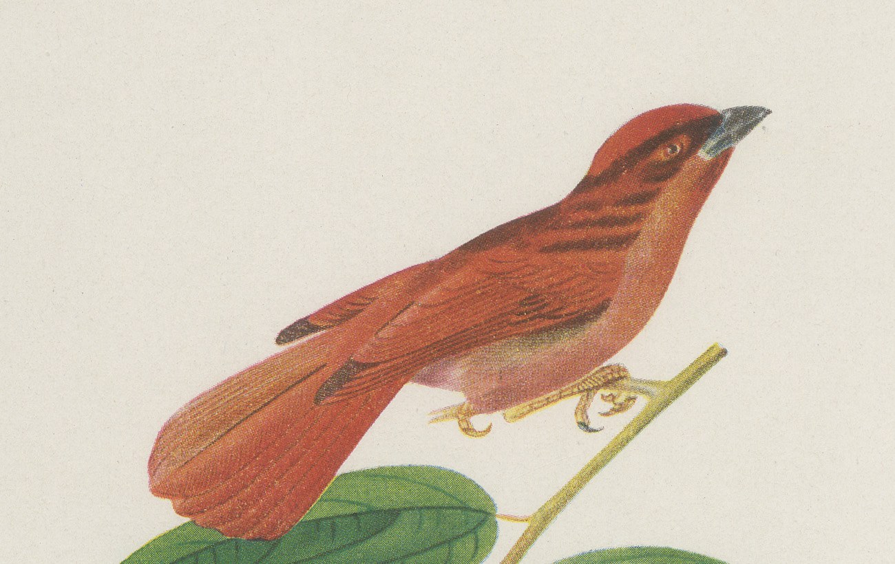 Tanagers on a Fruiting Branch, Brazilian Bird Print, Descourtilz, 1944, view 3