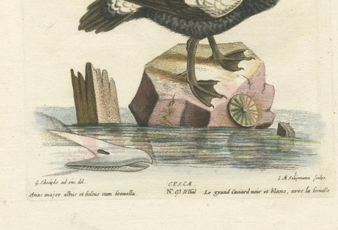 Hand-Colored Engraving of the Large White and Black Duck by Seligmann, ca.1770, close-up 1