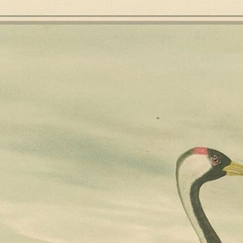 Antique Chromolithograph of the Common Crane, Grus Grus, c.1890, close-up 6
