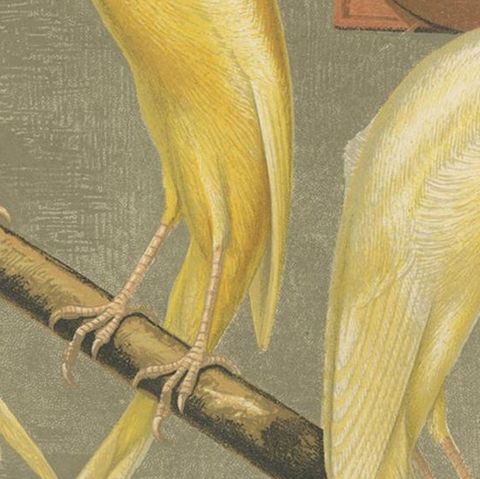 Antique Bird Print of the Scotch Fancy Canaries, Clear Yellow Hen and Others, close-up 2