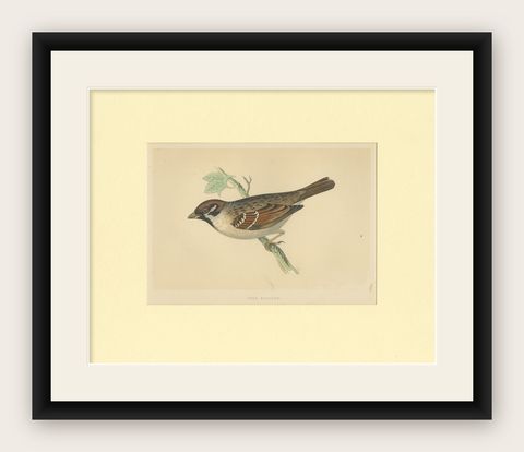 Antique Bird Print of a Tree Sparrow, shown framed