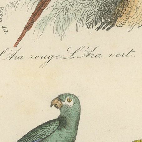 Antique Bird Print of the Red Macaw, Green Macaw and Other Parrots, close-up 2