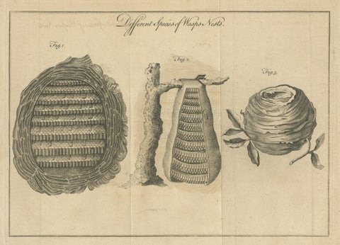 Original Antique Copper Engraving of Various Wasp Nests, Published circa 1780, close-up 1