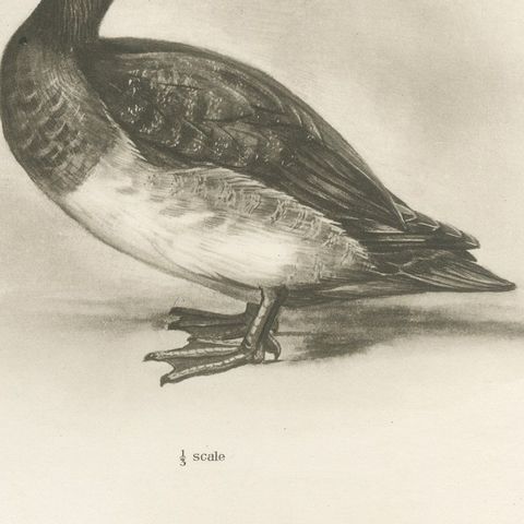 Diving Ducks: Greater Scaup & Tufted Duck, Medland Bird Print, 1909, close-up 3
