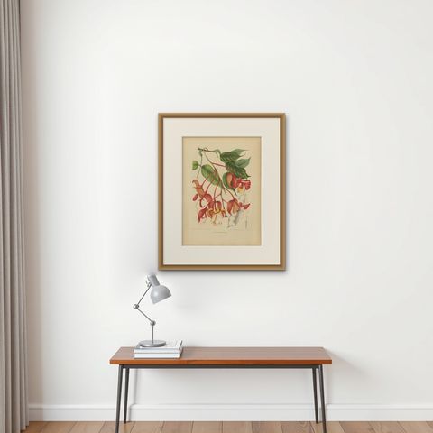 Original Antique Botanical Chromolithograph of Pride of Burma, c. 1880, shown framed on a wall