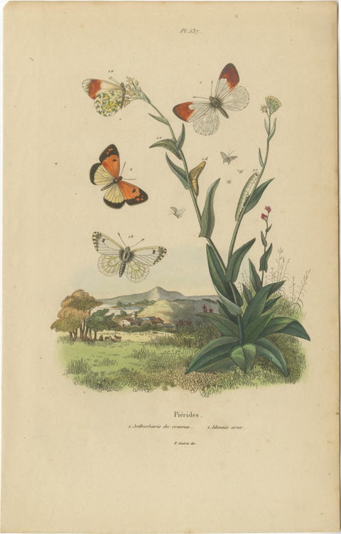 Pair of French Butterfly & Moth Engravings by E. Guérin, 1835, view 2