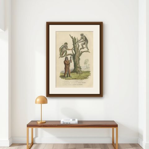 Old Print of a Red or Asiatic Orangoutan, Javan Silvery Gibbon and Green Monkey, shown framed on a wall