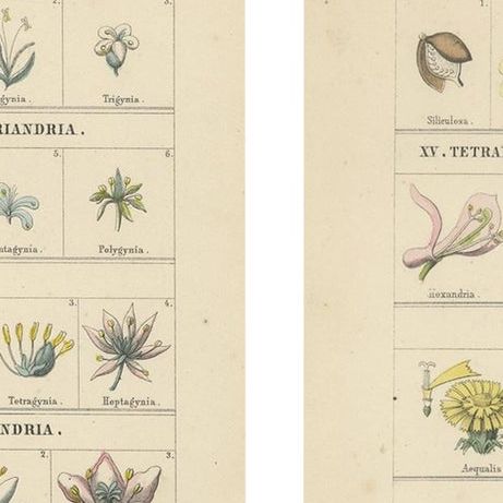 Botanical Classification Prints: Linnaean Flower Classes & Cryptogamia, 1867, close-up 3