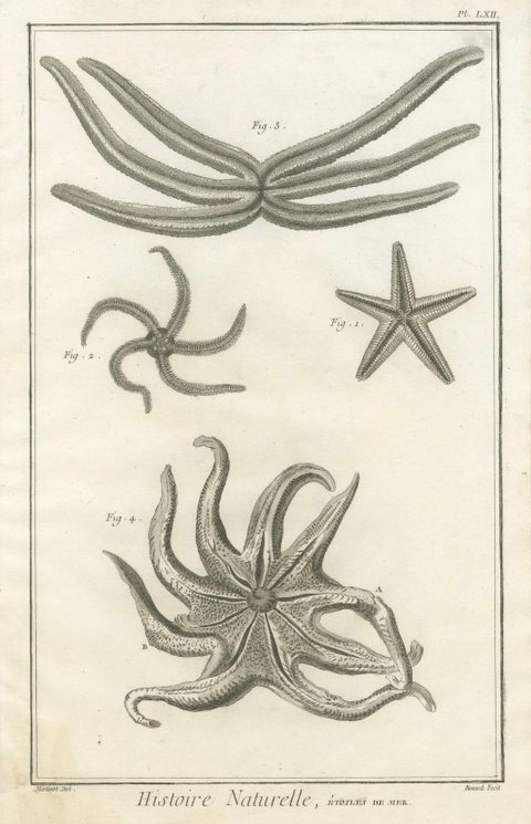 Decorative Antique Marine Prints, Pair of Starfish & Echinoderms, c.1770, close-up 2