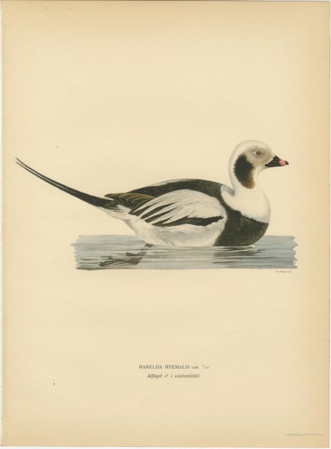 Long-Tailed Duck Pair, 1929 Swedish Ornithology Lithographs, Harelda hyemalis, view 3