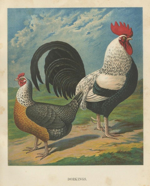 The Noble Dorking Chicken - A Rare 19th Century Poultry Lithograph, close-up 4