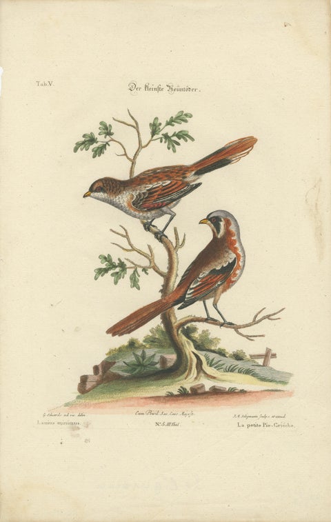 The Lesser Grey Shrike Bird in a Hand-Colored Engraving, 1749, view 2