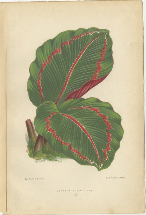 Vibrant Elegance: Botanical Illustrations of Foliage from 1880 Paris, view 2