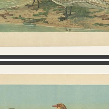 Lithographs of European Seabirds, Gulls, Terns, Skuas, Geese and Gannets, 1890, close-up 2