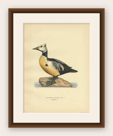 Antique Bird Print of the Steller's Eider by Von Wright, 1929, shown framed