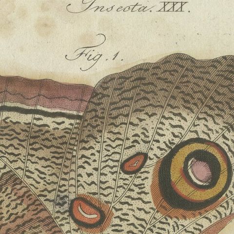 Forest Giant Owl Butterfly (Caligo eurilochus) from Suriname, Published in 1802, close-up 5