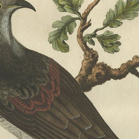Antique Hand-Coloured Bird Print of the Common Cuckoo, 1789, close-up 1