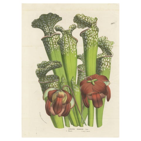 Drummond's Pitcher Plant: Hand-Colored Lithograph by Louis van Houtte, 1855