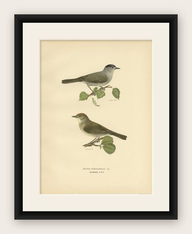Antique Bird Print of the Eurasian Blackcap by Von Wright, 1927, shown framed