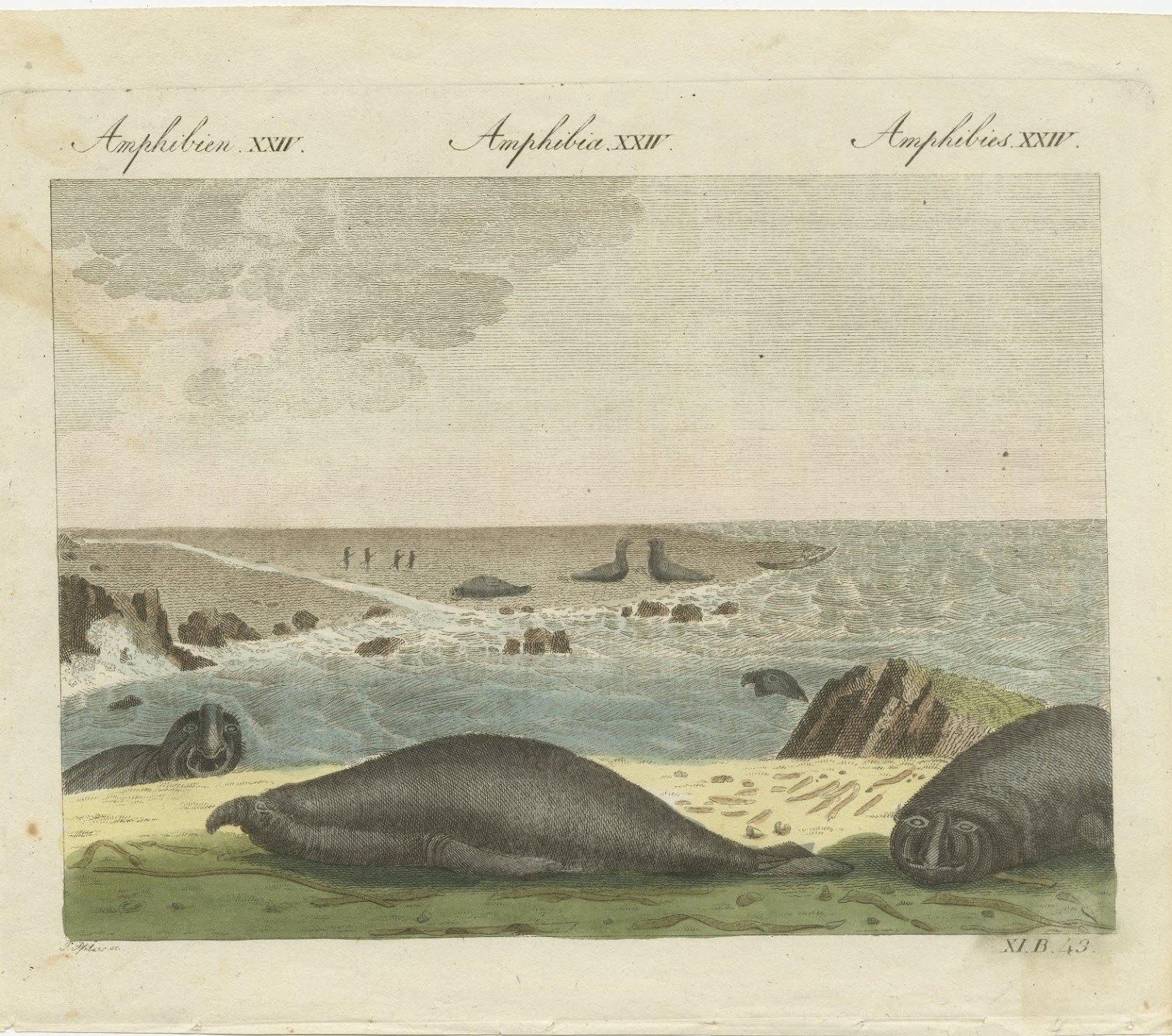 Elephant Seals on a Rocky Shore, Antique Bertuch Print, Vienna, circa 1809