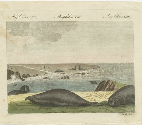 Elephant Seals on a Rocky Shore, Antique Bertuch Print, Vienna, circa 1809