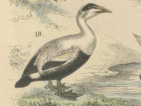 Water Birds Print: Swan, Pelican, Cormorant, Ducks, Antique 1867, close-up 5